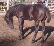 Sept 14 2025Demis Last 2025 filly